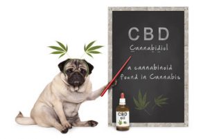 CBD for Dogs