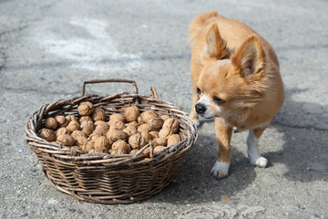 Which Nuts Are Safe To Feed Your Dog?