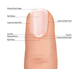 function of lunula