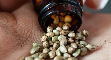 Health benefits of Marijuana seeds