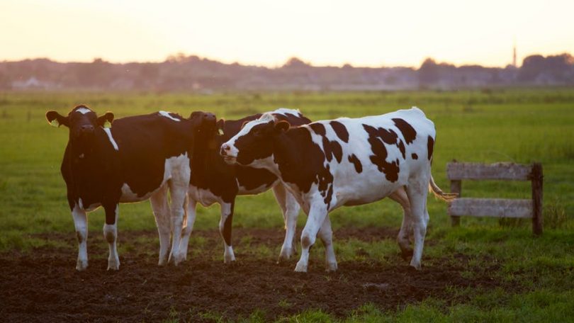 grass fed whey protein powders