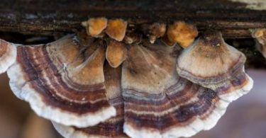 Benefits of Turkey Tail Mushroom