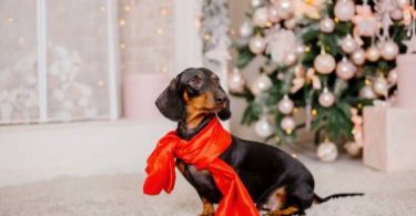 Keep Pets Safe Around Holiday Decor