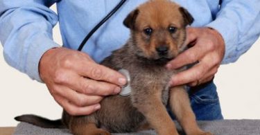 Health Checks when Buying a Puppy