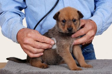 Health Checks when Buying a Puppy