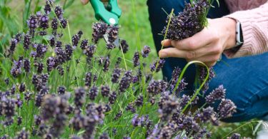 Can Weedkiller Harm You?