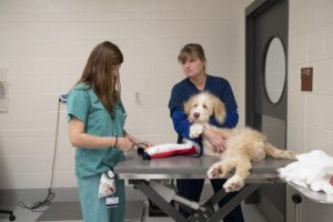 Tricks to Speed Your Pet’s Healing Time After Surgery