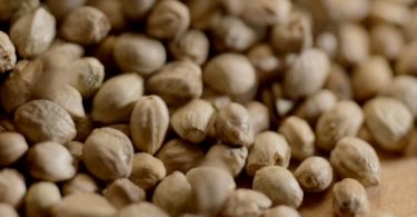 Everything You Need To Know About Cannabis Seeds