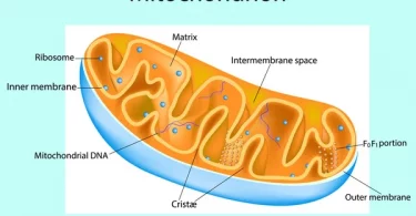 How To Keep Your Mitochondria Healthy