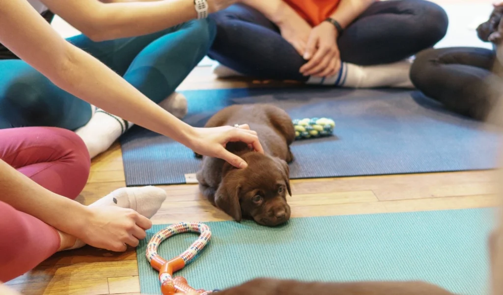 puppy yoga hyn